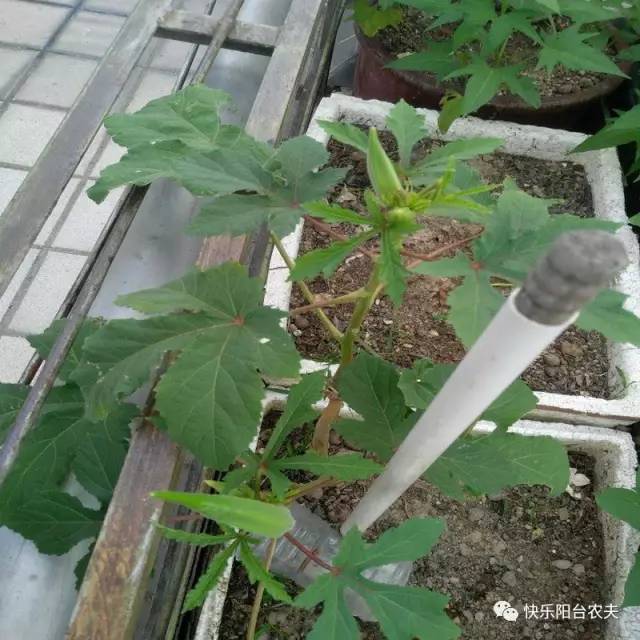 秋葵怎么样育苗合适(秋葵种子育苗方法全过程)