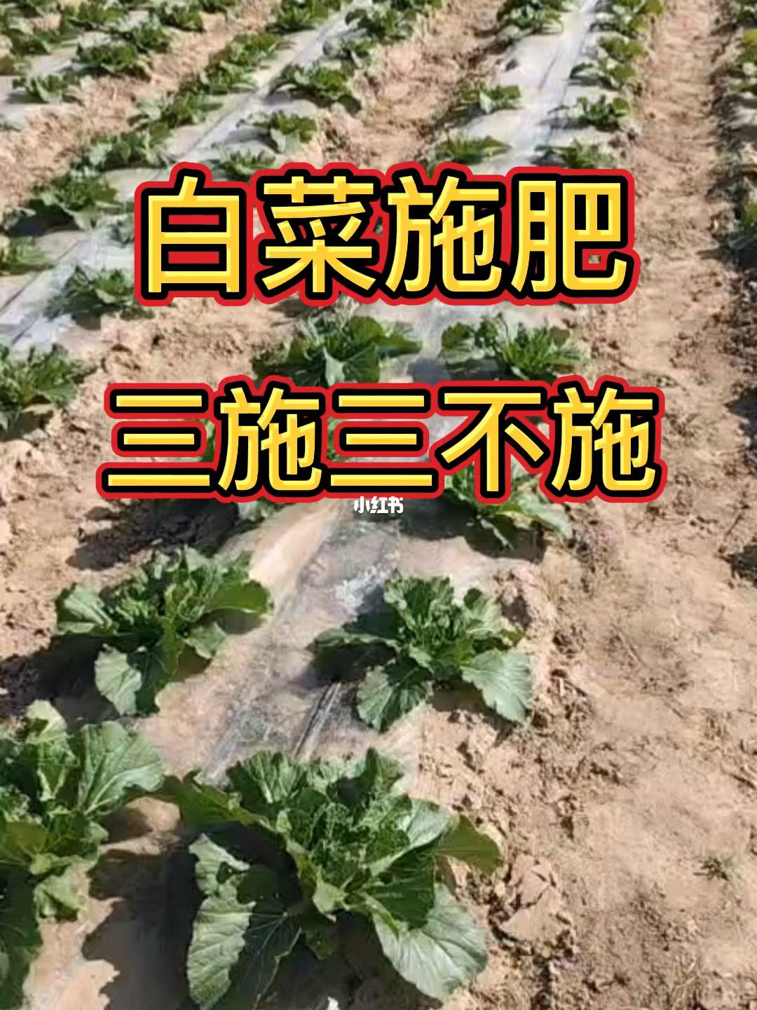 大白菜怎么施肥长得好(种植大白菜怎样施肥才产量高)