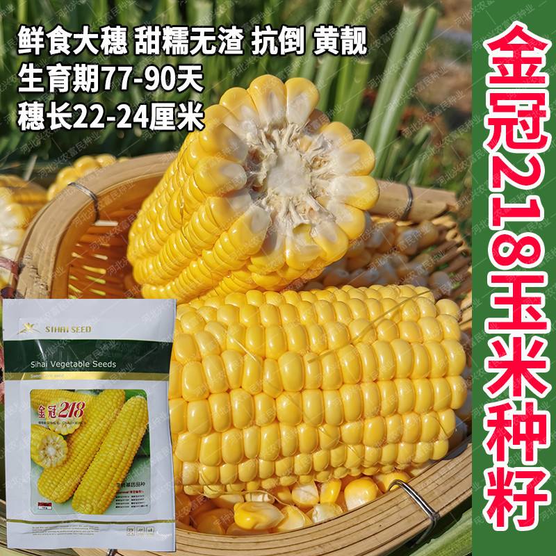 山东玉米种子什么品种好(山东玉米种子什么品种好种)