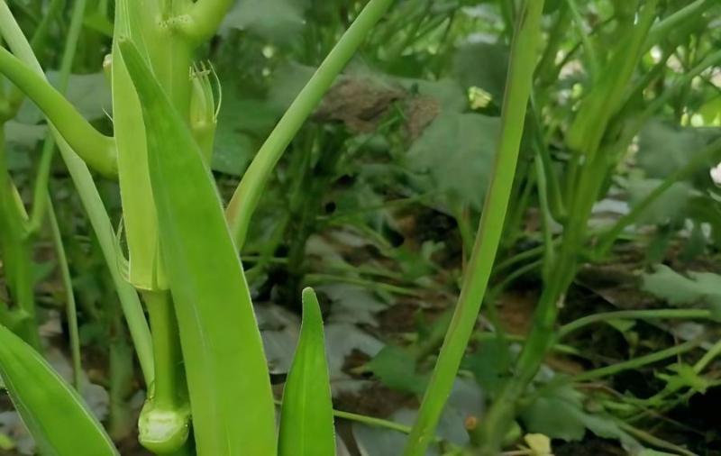 秋葵病虫害防治(秋葵种植病虫害防护)