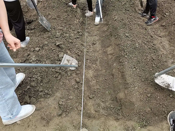 地膜种植辣椒(地膜种植辣椒怎么种)