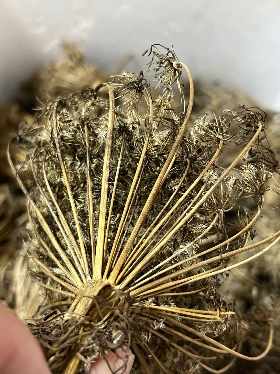胡萝卜怎样留种(胡萝卜如何留种子)