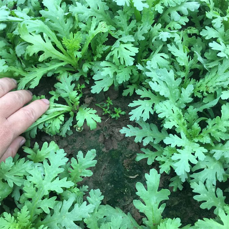 茼蒿菜种植时间(茼蒿菜种植时间和方法)