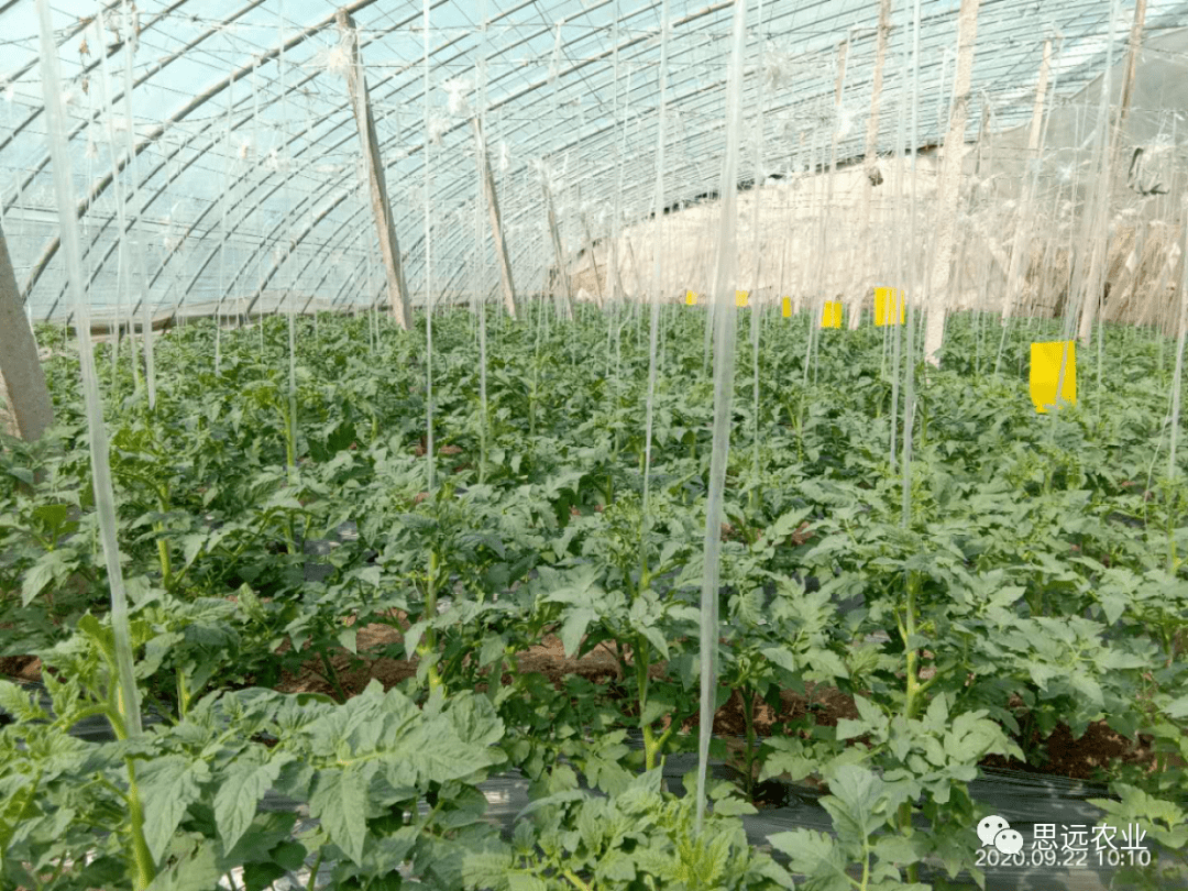 春季拱棚西红柿种植技术(春季拱棚西红柿种植技术要点)