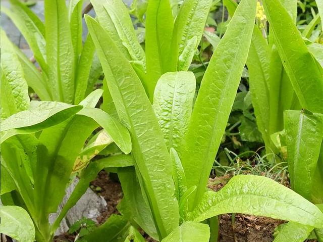谷雨种植什么蔬菜(谷雨种植哪些农作物和蔬菜)