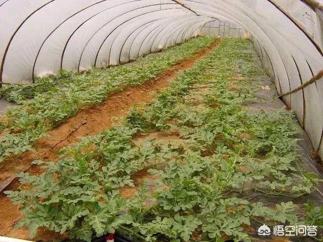 西瓜苗怎么种植方法(西瓜苗种植方法全过程)