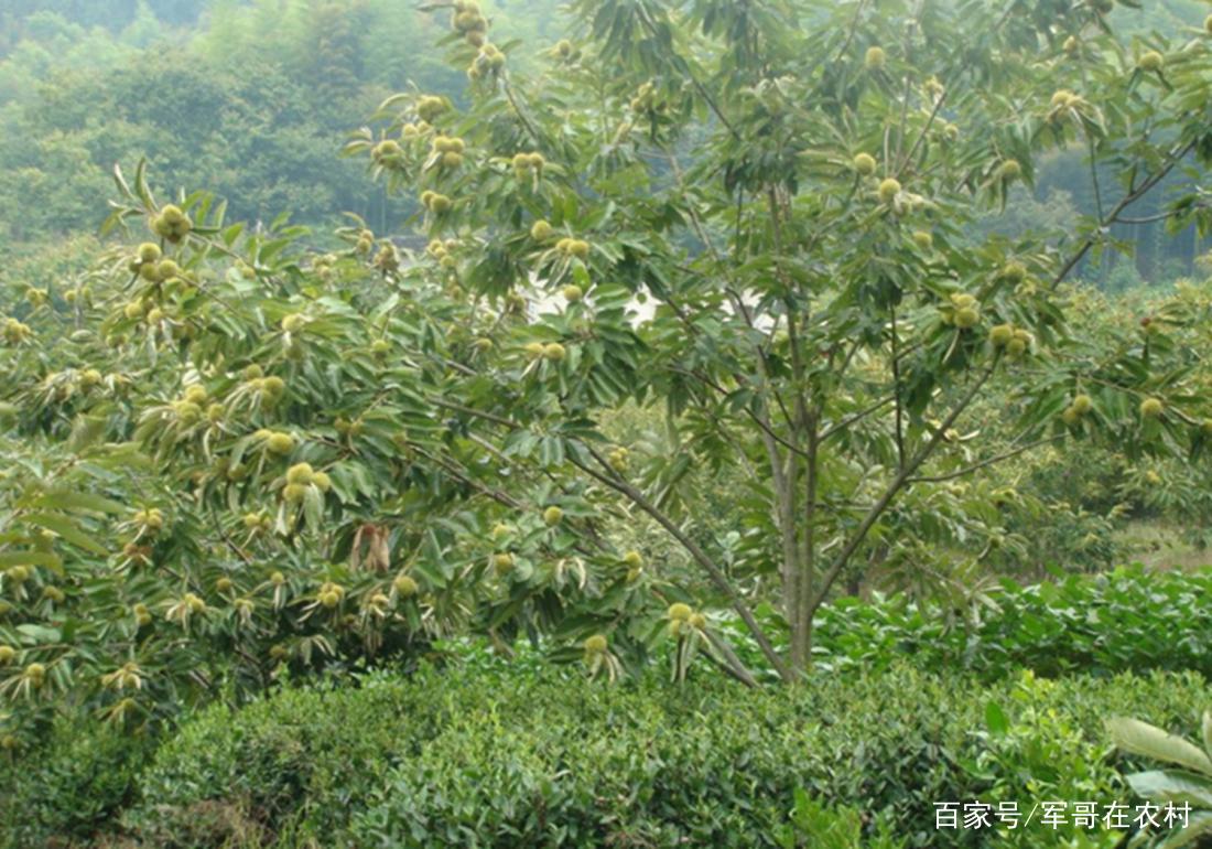 关于板栗病虫害的防治与预防的信息