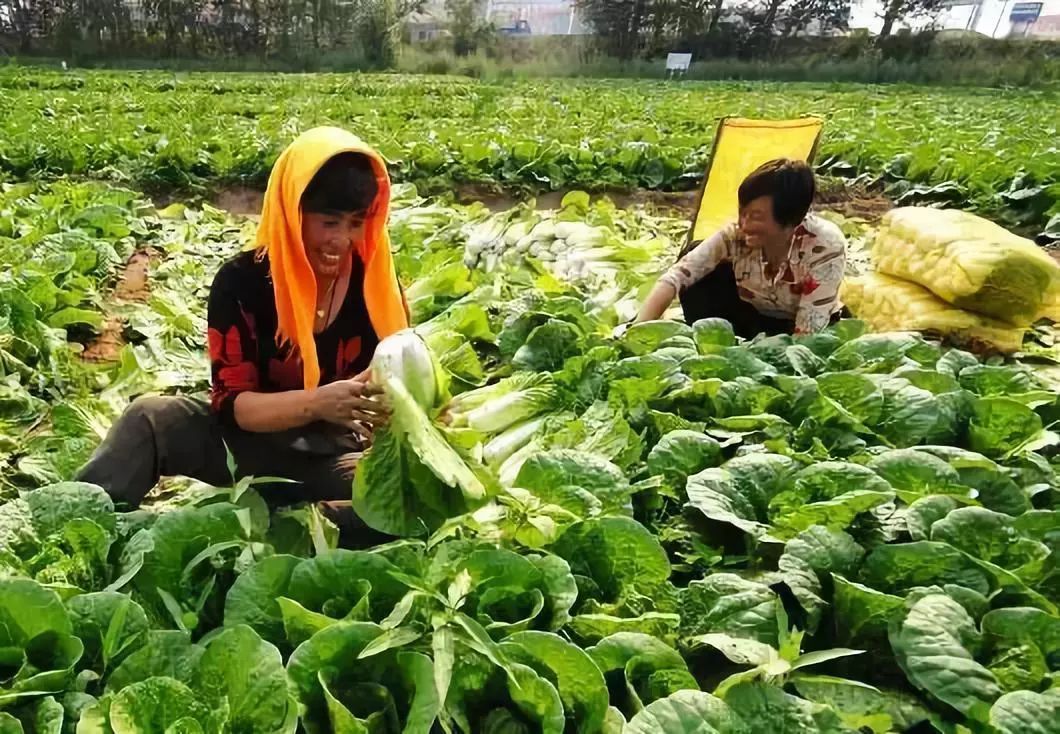 蔬菜加工行业(蔬菜加工行业分析报告)