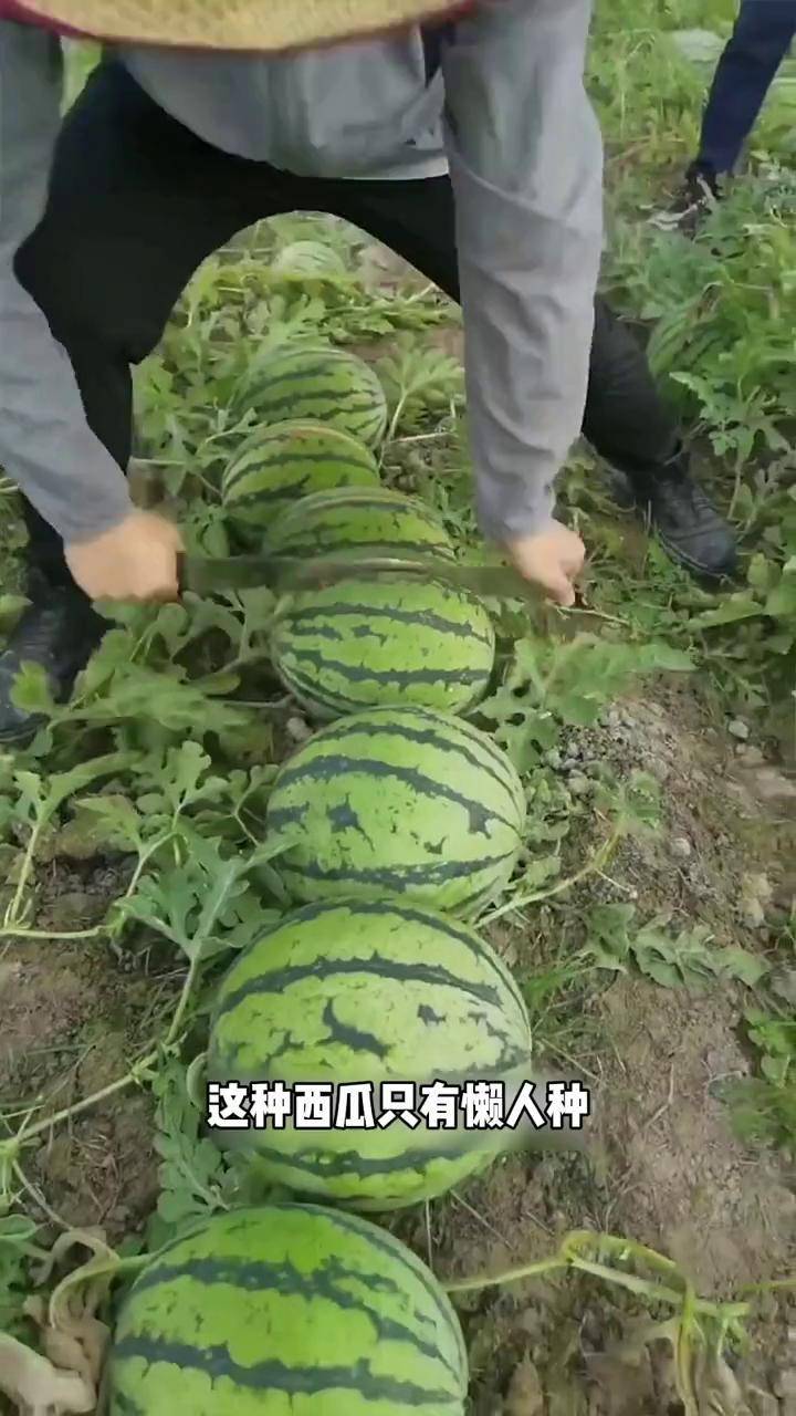 懒汉西瓜一亩种多少株(懒汉巨龙西瓜每亩要栽多少株?)