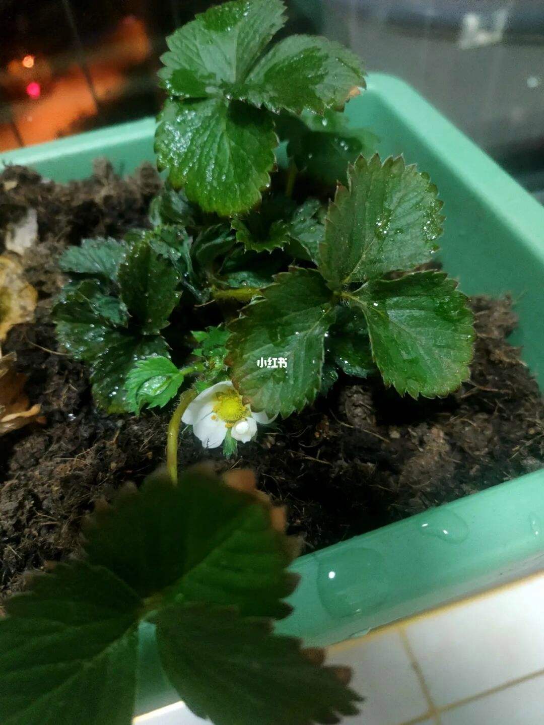 女朋友给我种草莓(女朋友给我种草莓黑了)