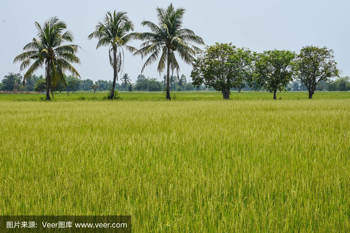 东南亚水稻种植时间(东南亚有着悠久的水稻种植历史)