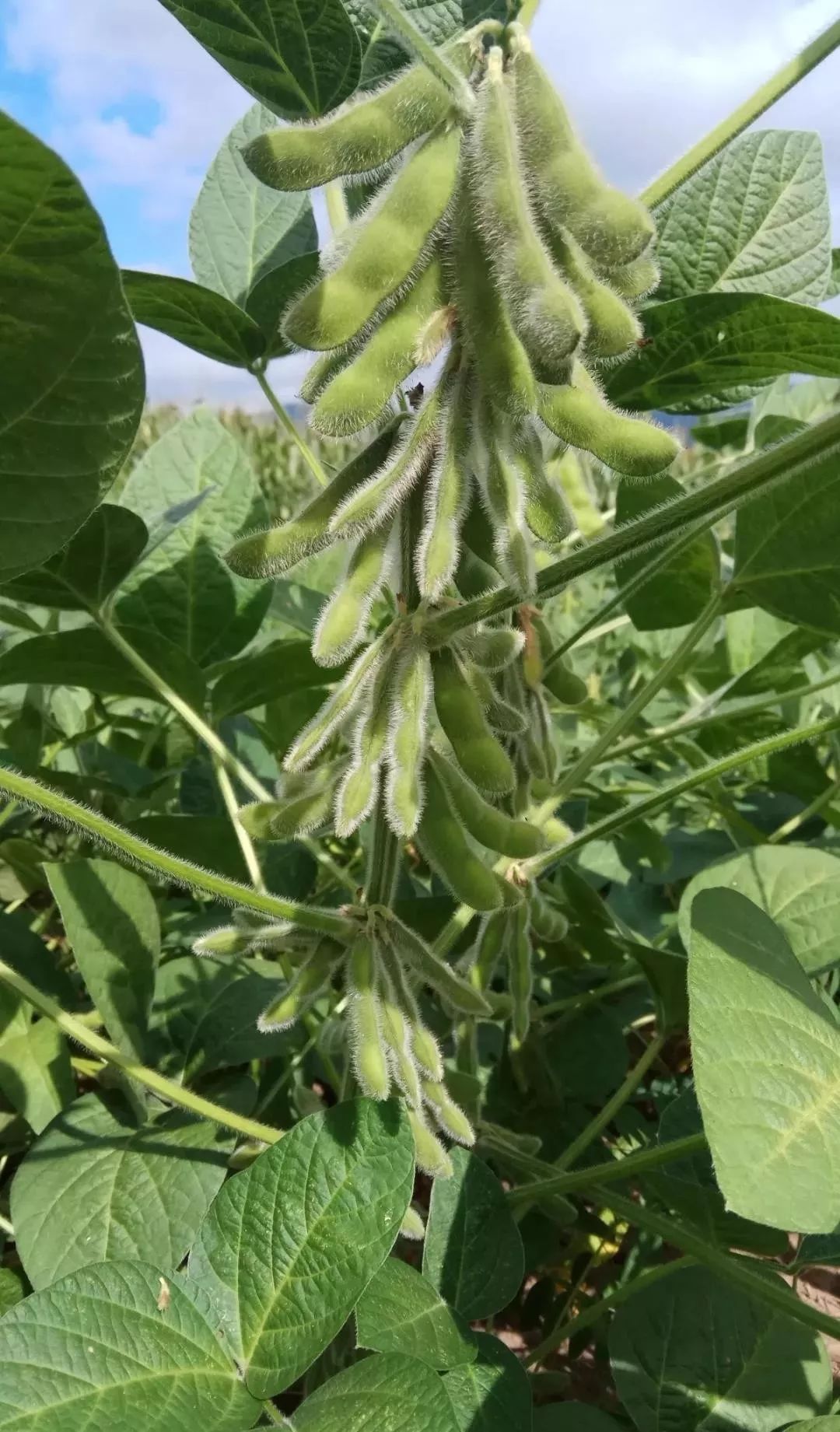 夏大豆种植时间(夏大豆生长期多少天)