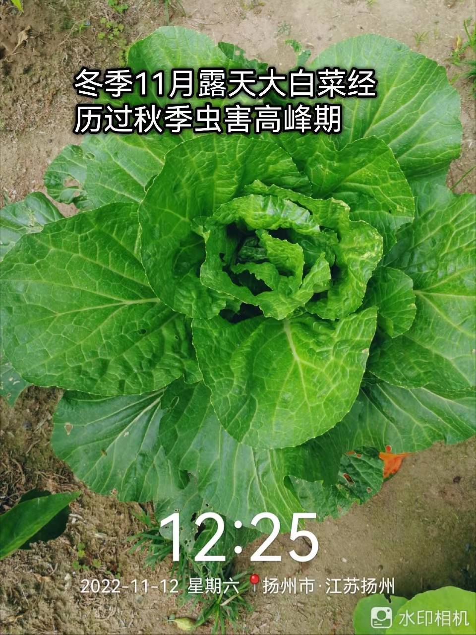 十一月份种植什么蔬菜最好(十一月份种什么菜蔬菜最合适)