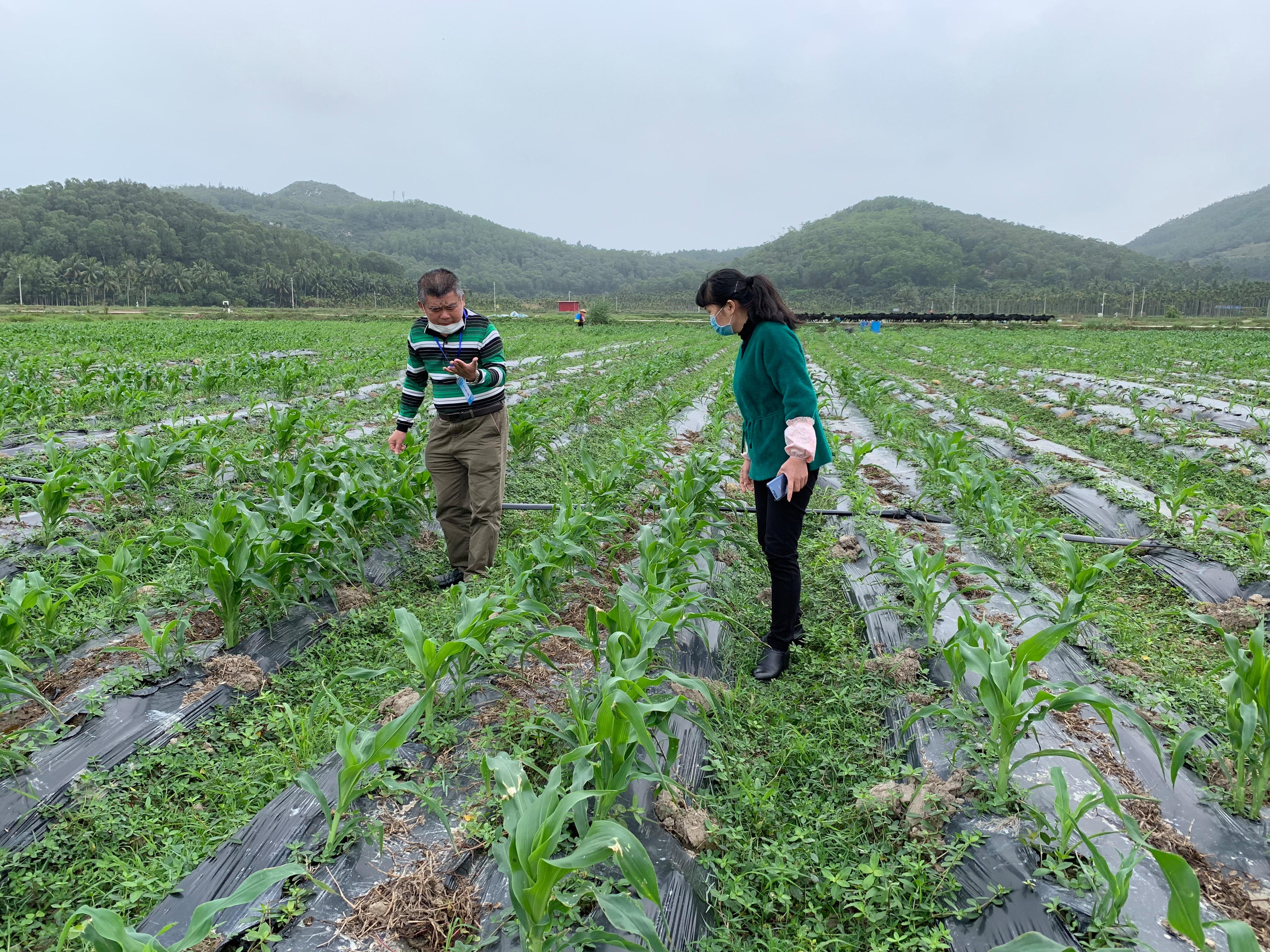 玉米制种技术田间管理(玉米制种技术田间管理方案怎么写)