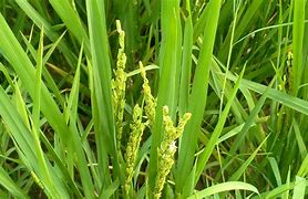 桂野香占水稻品种(桂野丰水稻的产量怎么样)