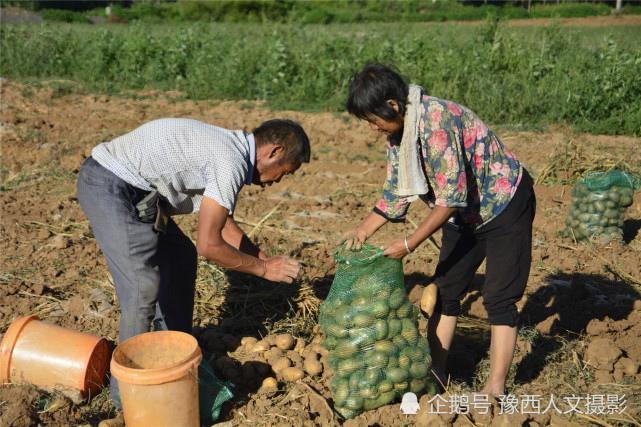 种土豆挣钱吗(未来10大暴利种植)