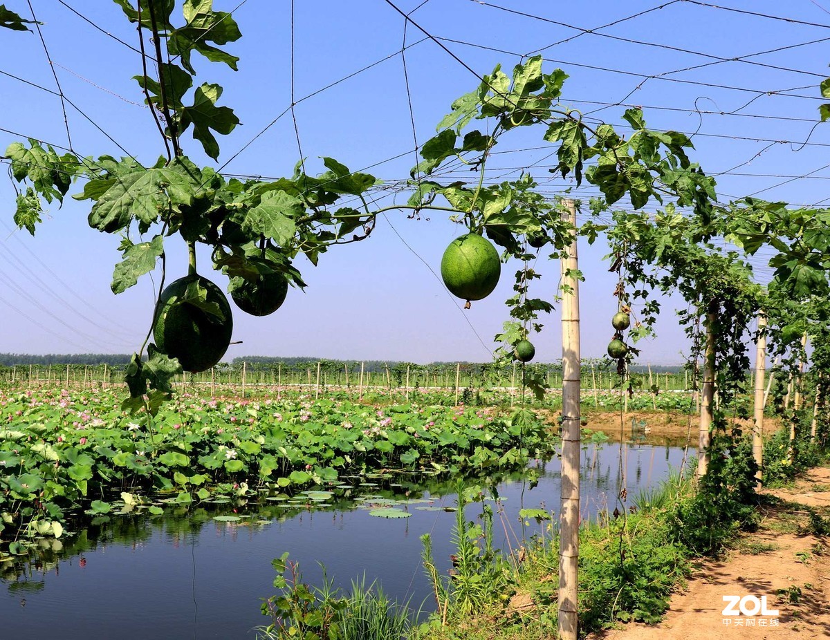 瓜蒌怎么施肥(瓜蒌怎么施肥最好)