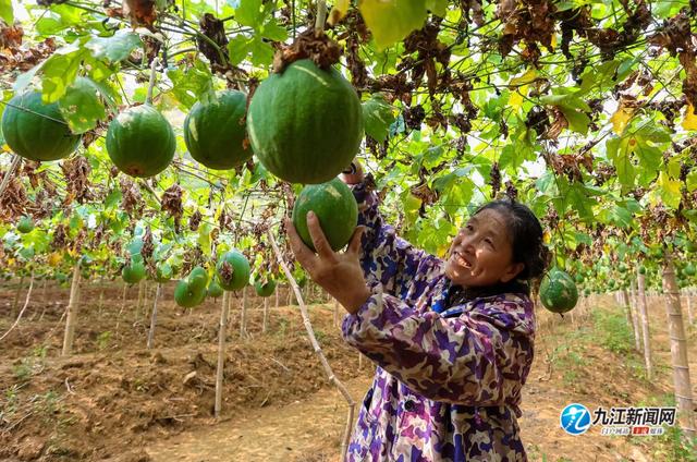 瓜蒌怎么施肥(瓜蒌怎么施肥最好)