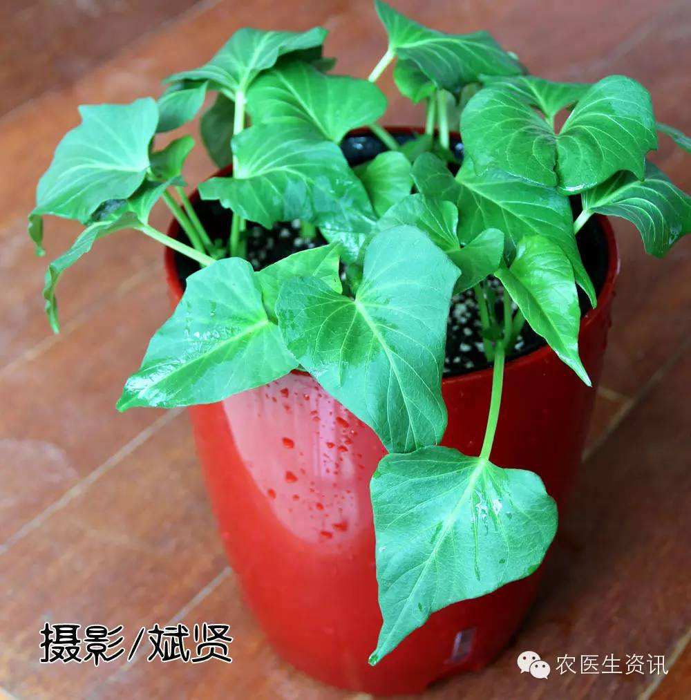 盆栽红薯种植方法(盆栽红薯种植方法采集图片)