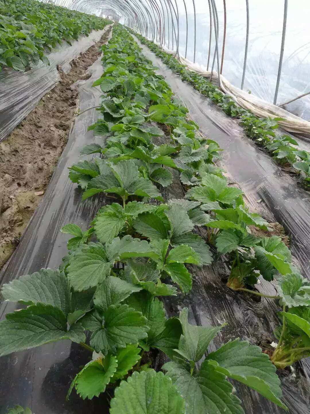 草莓的养殖方法和技术(草莓的养殖方法和注意事项)