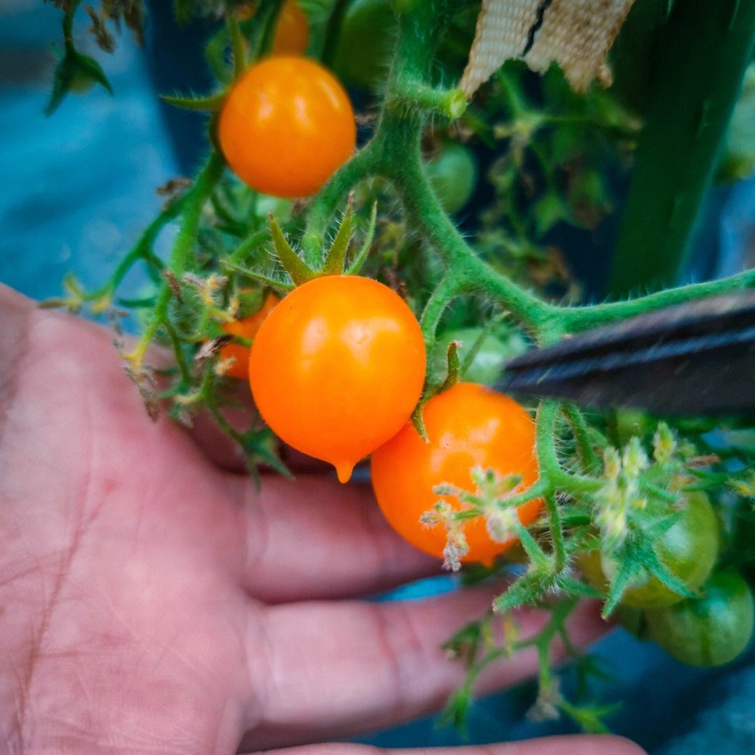 迷你番茄怎么种植方法(迷你番茄怎么种植方法图片)
