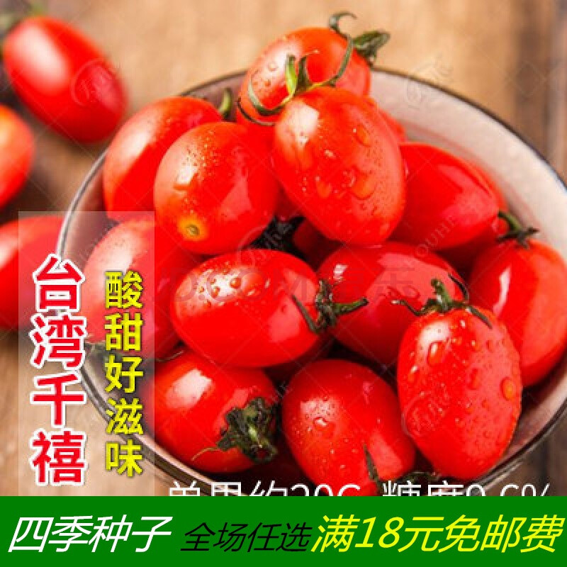 千禧小番茄种植(千禧小番茄种植技术)