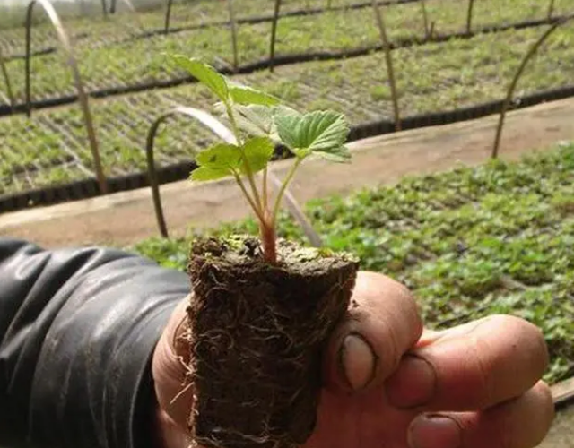 栽草莓的方法(栽草莓的方法有哪些)