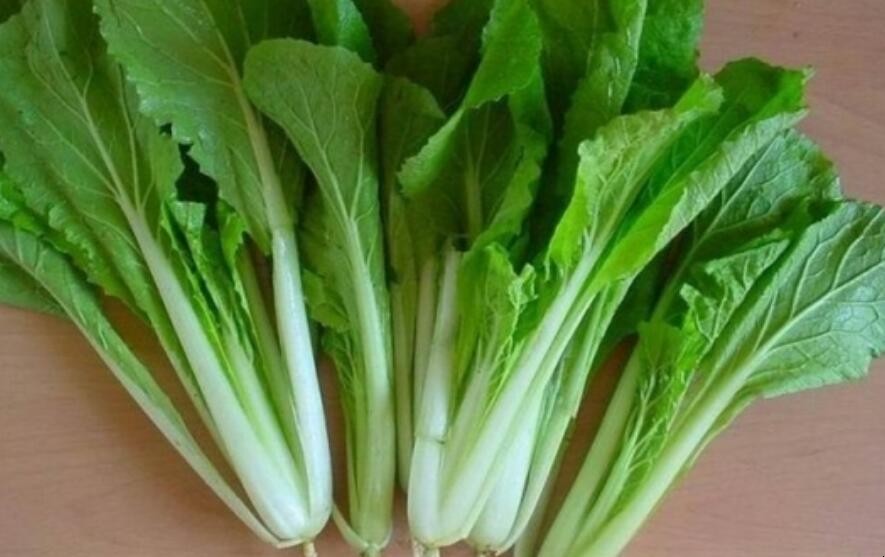 白菜属于什么器官(白菜属于植物的哪种器官)