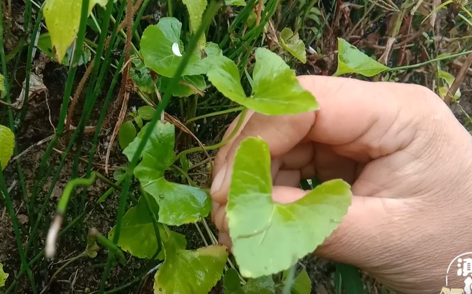 链头草(链头草药)