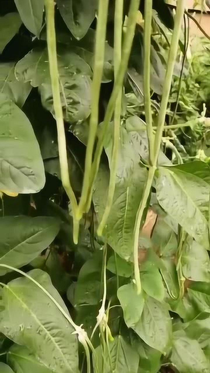 关于豆角怎么种结的多的信息