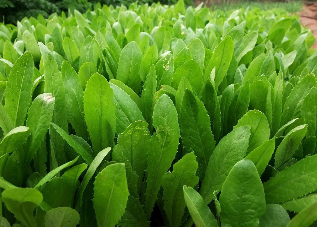 芥菜油菜(芥菜油菜籽旱田种植)