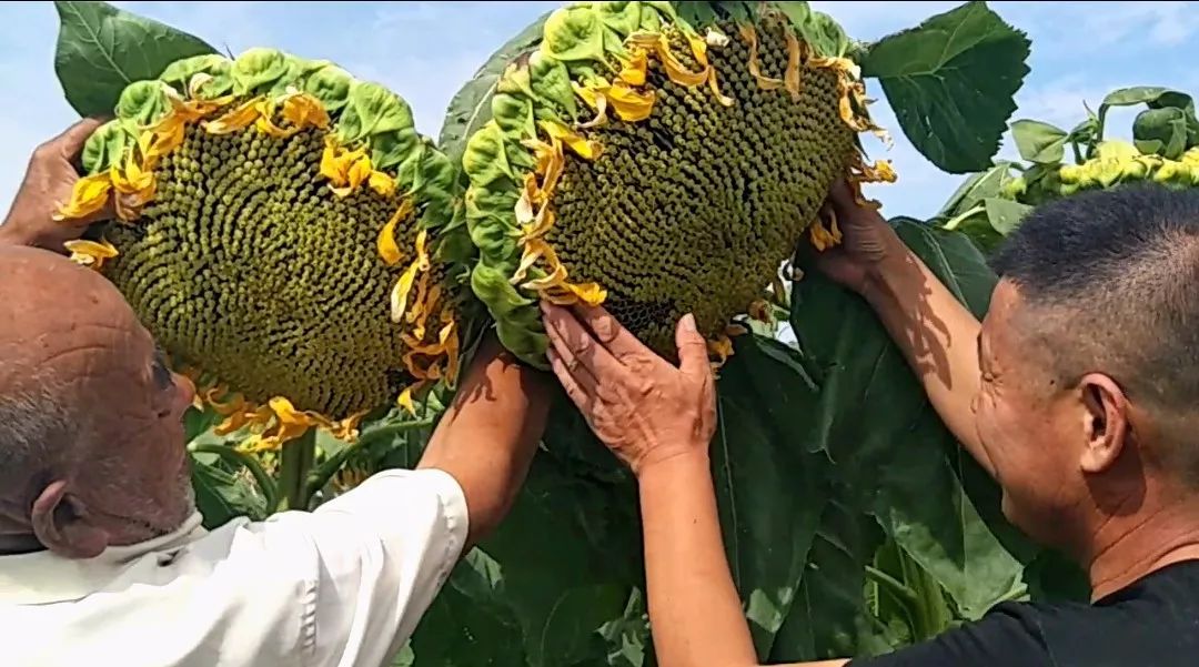 向日葵施肥(向日葵施肥过多怎么办)