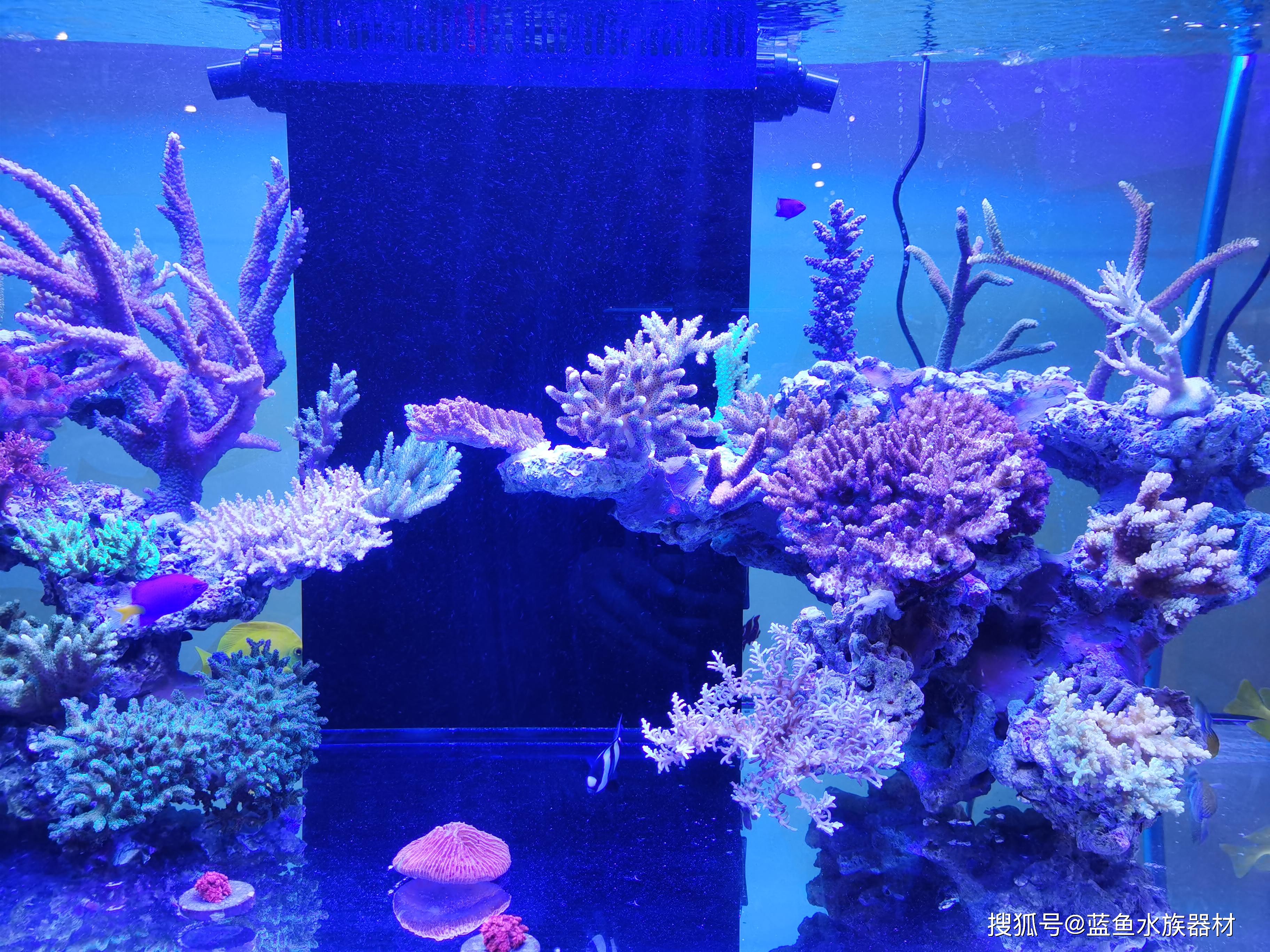 海水缸珊瑚怎么养(海水缸珊瑚怎么养殖)