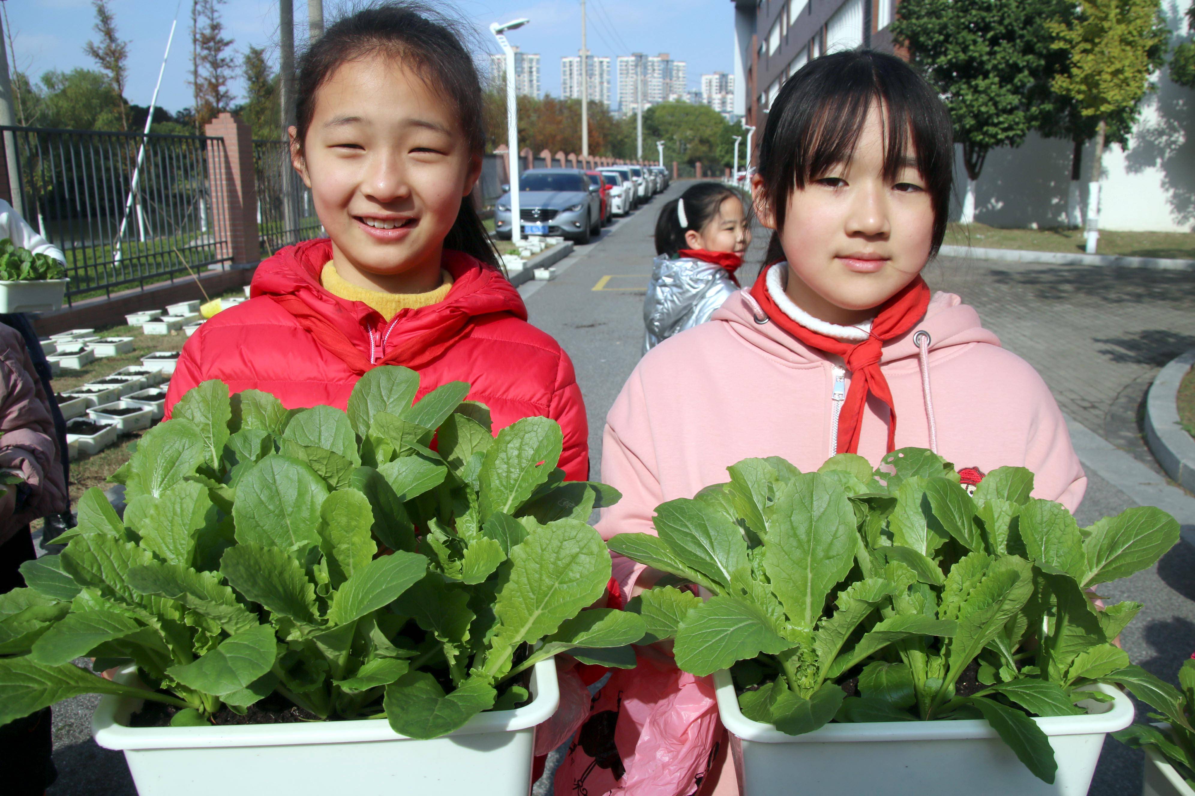 小学劳动课种植蔬菜课件(小学生学种蔬菜劳动课教案)