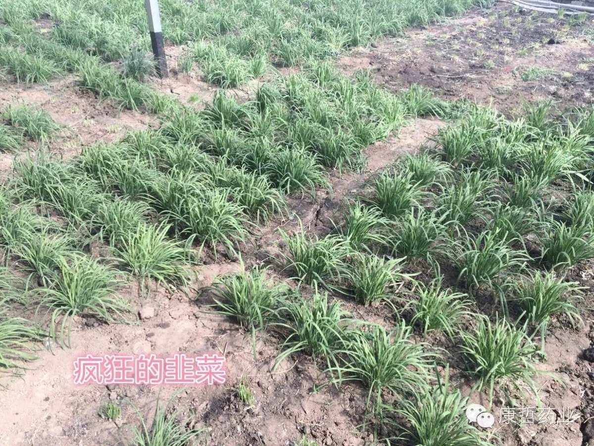 韭菜苗栽种方法(种韭菜苗的方法和步骤)
