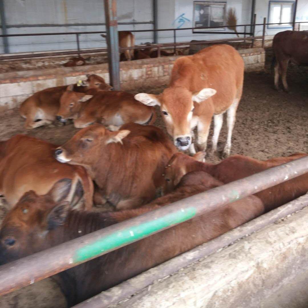 夏洛莱牛养殖技术(正宗夏洛莱牛养殖基地)