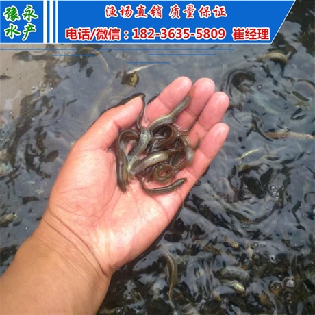 特种水产动物养殖(特种水产养殖新品种)