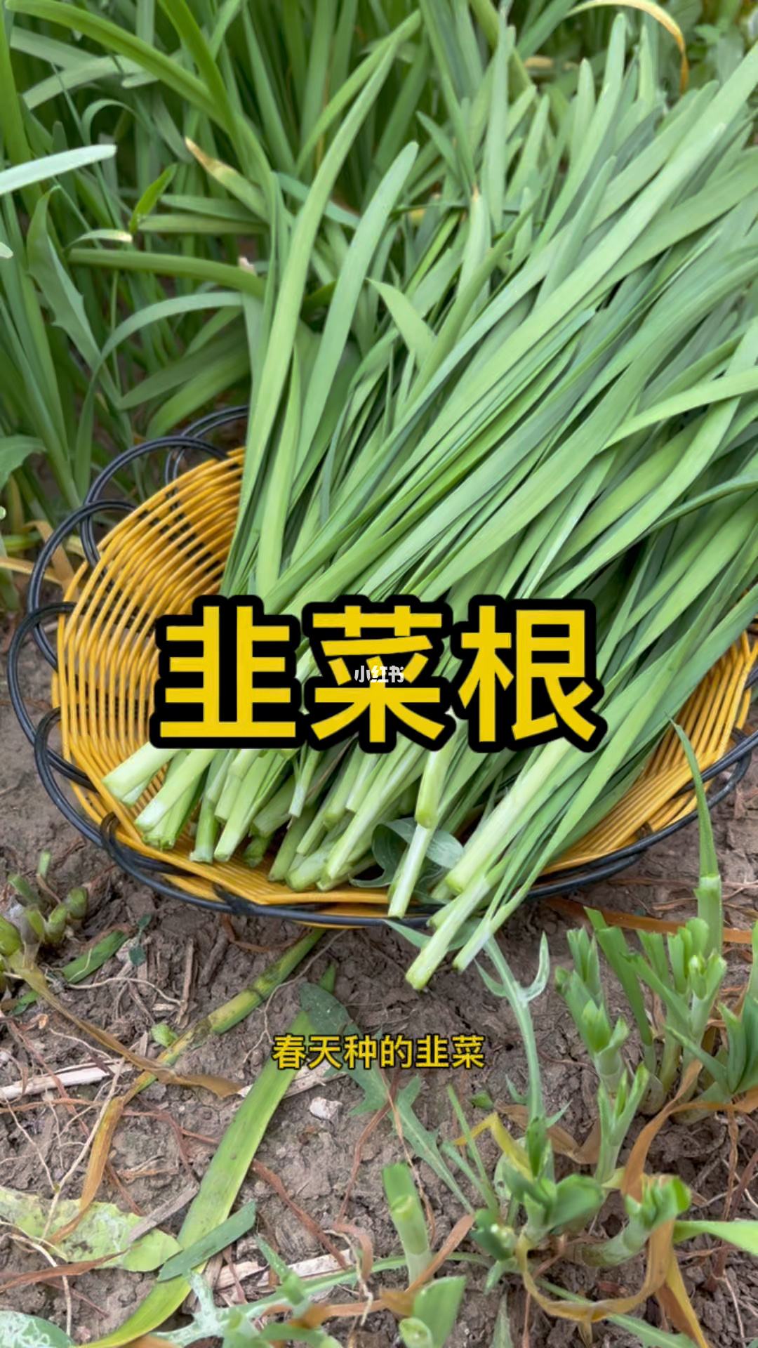 什么季节栽韭菜根好(倒栽韭菜根的最佳时间)