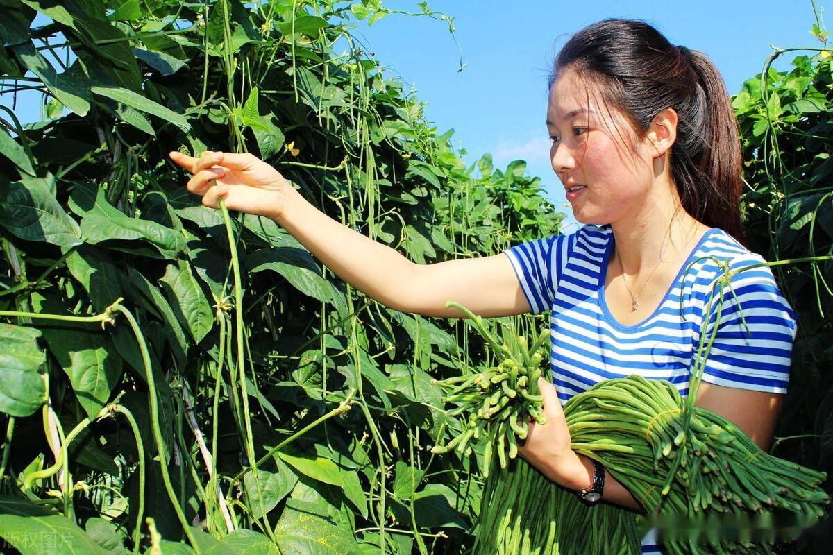 豆角的种法与管理(豆角如何种植和管理)