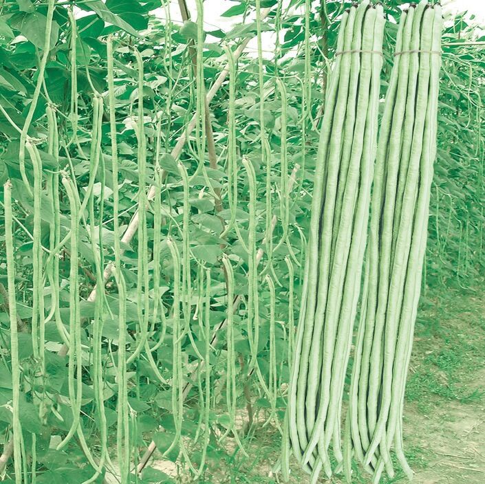 豆角的种法与管理(豆角如何种植和管理)