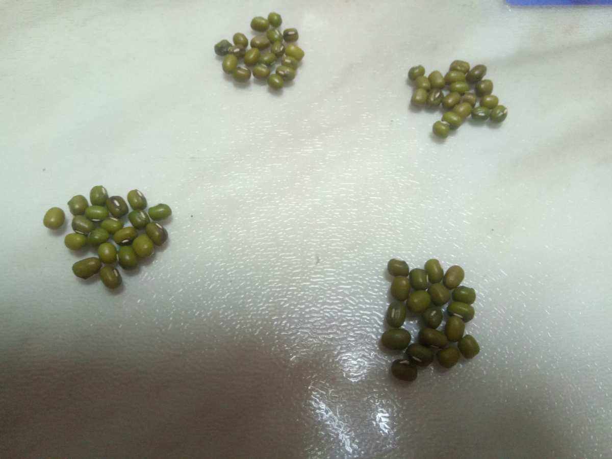 绿豆什么种子好(绿豆的种中哪个品种高产)