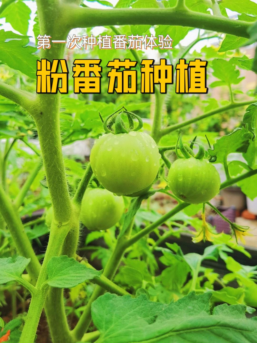 如何种植番茄种子(如何种植番茄种子视频)