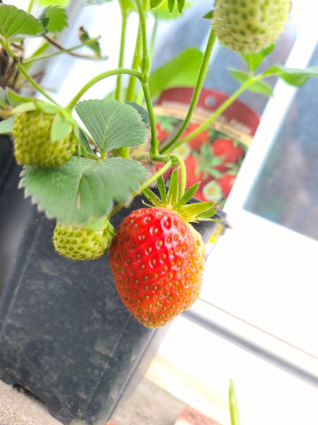 一颗草莓能种几年(一颗草莓种子可以种出几棵草莓苗)