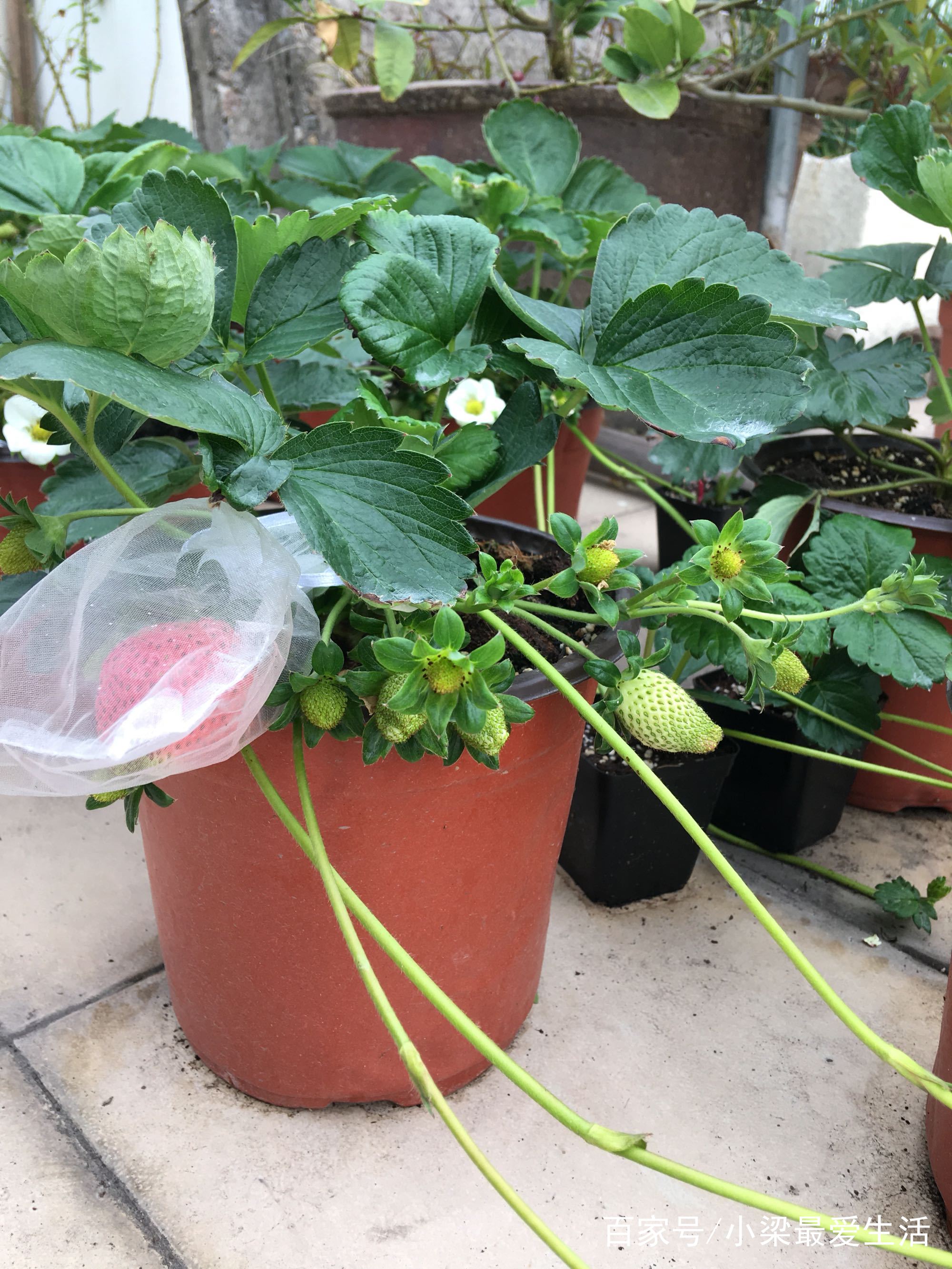 一颗草莓能种几年(一颗草莓种子可以种出几棵草莓苗)