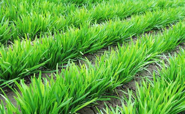 韭菜种植什么肥料好(种韭菜用什么农家肥料长得好)