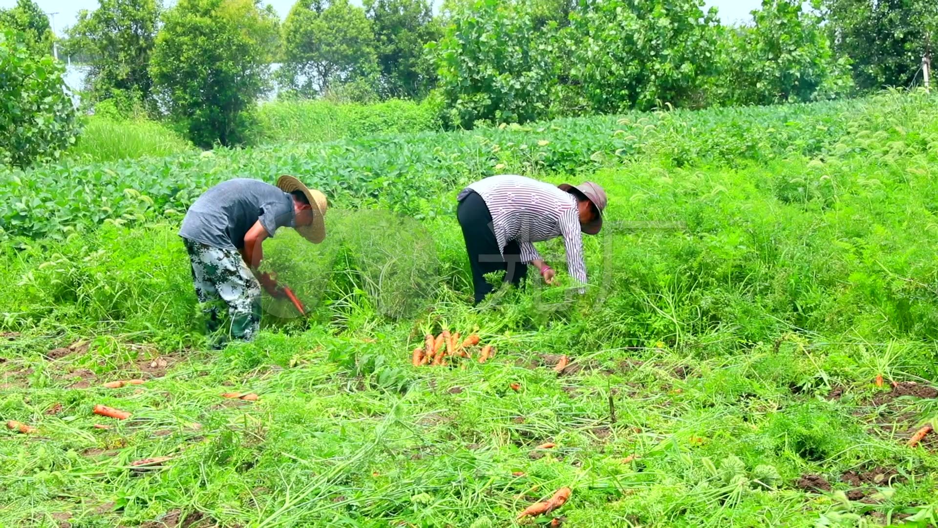 胡萝卜的种植条件(胡萝卜的种植条件及生长介绍)