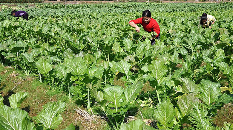 芥菜的生长期(芥菜的生长期是几月份)