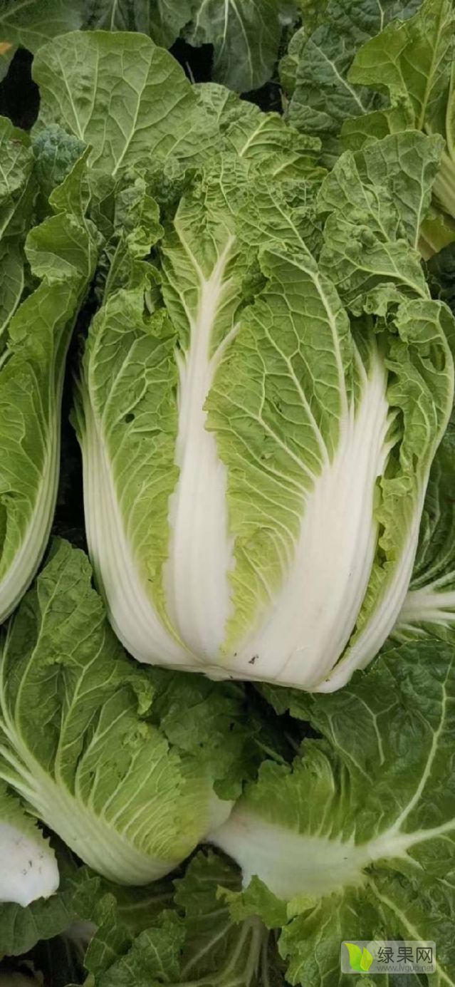 白菜什么价钱(白菜什么价钱最贵)
