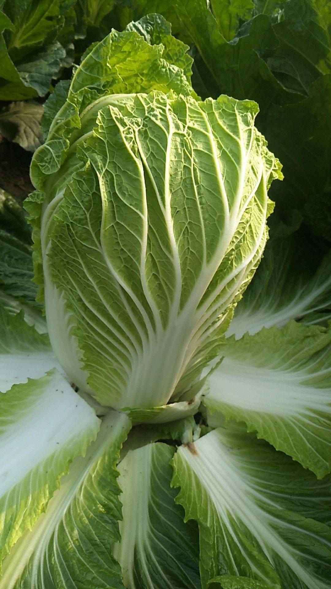 白菜什么价钱(白菜什么价钱最贵)