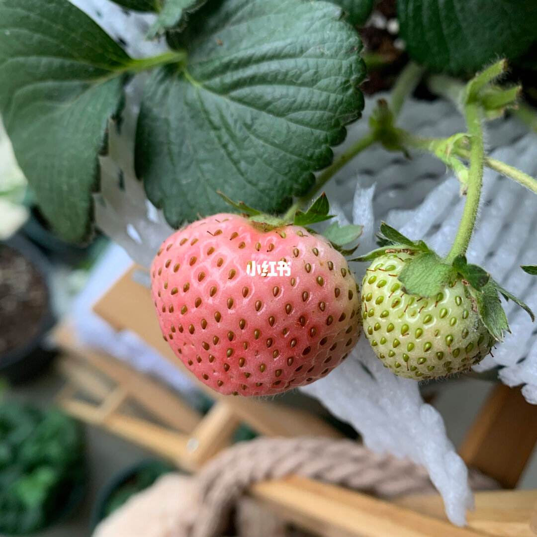 草莓的种植和生长(草莓的种植和生长过程)